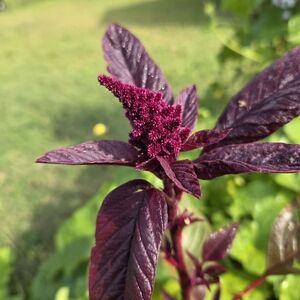 Amaranth Seeds Packet